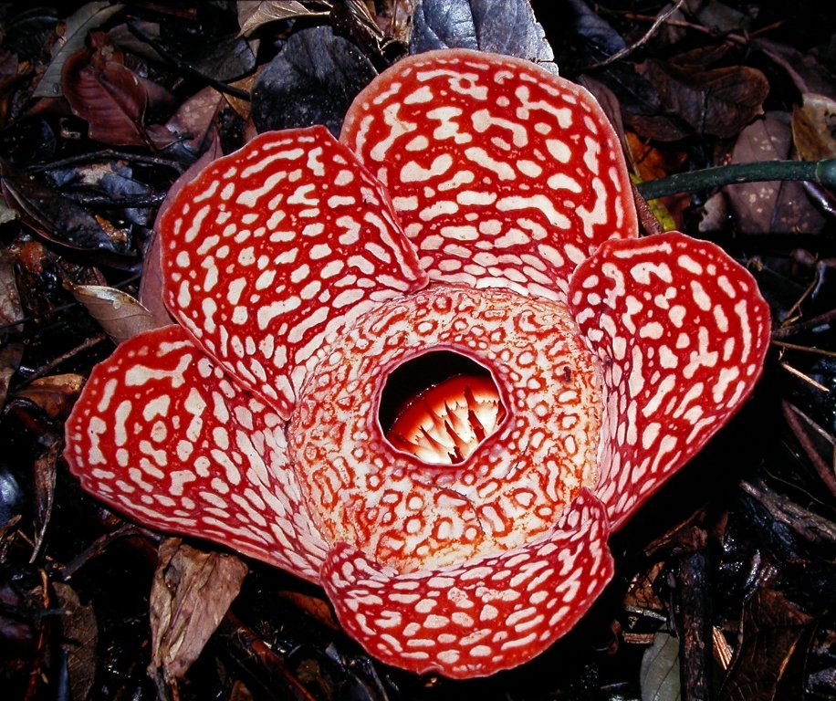 Rafflesia1